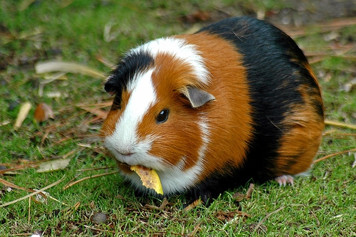 Guinea-pig-1