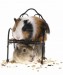4879251-funny-guinea-pigs-on-white-background